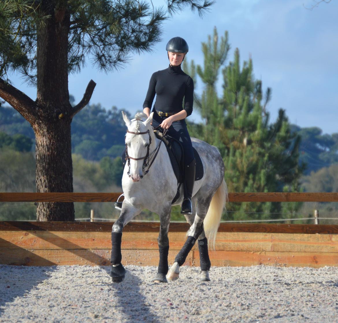 Lusitano Esperto billede 13