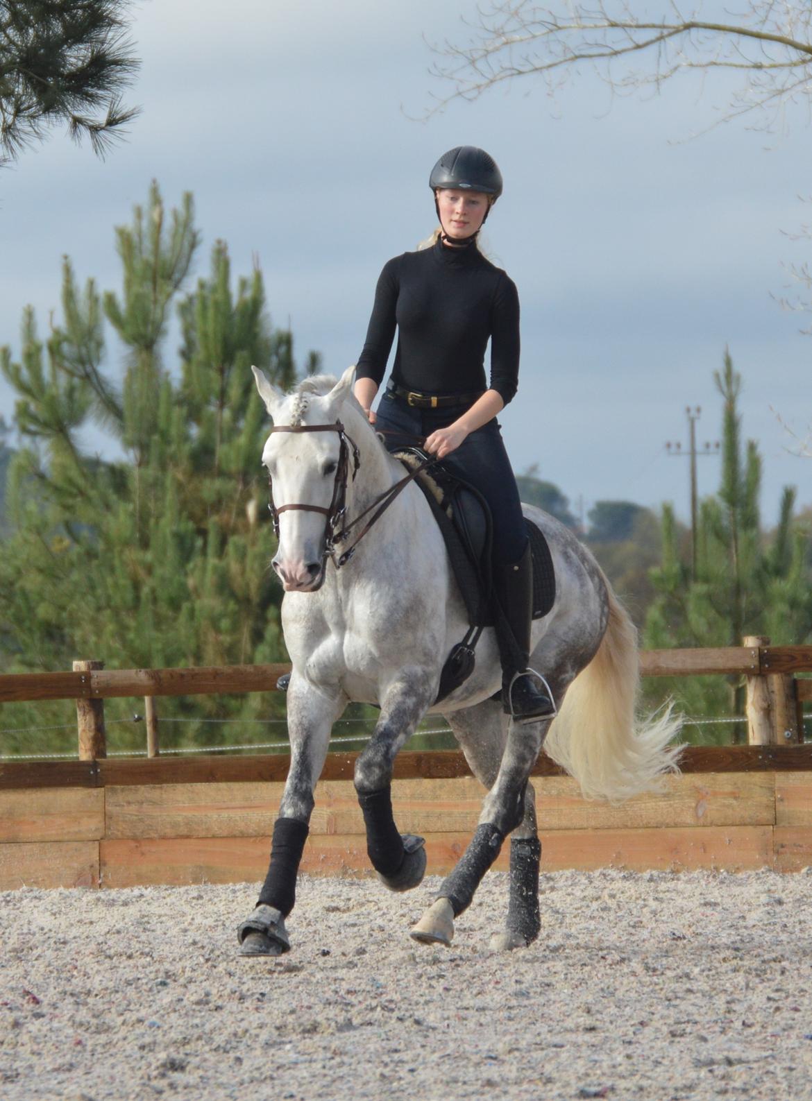 Lusitano Esperto billede 14