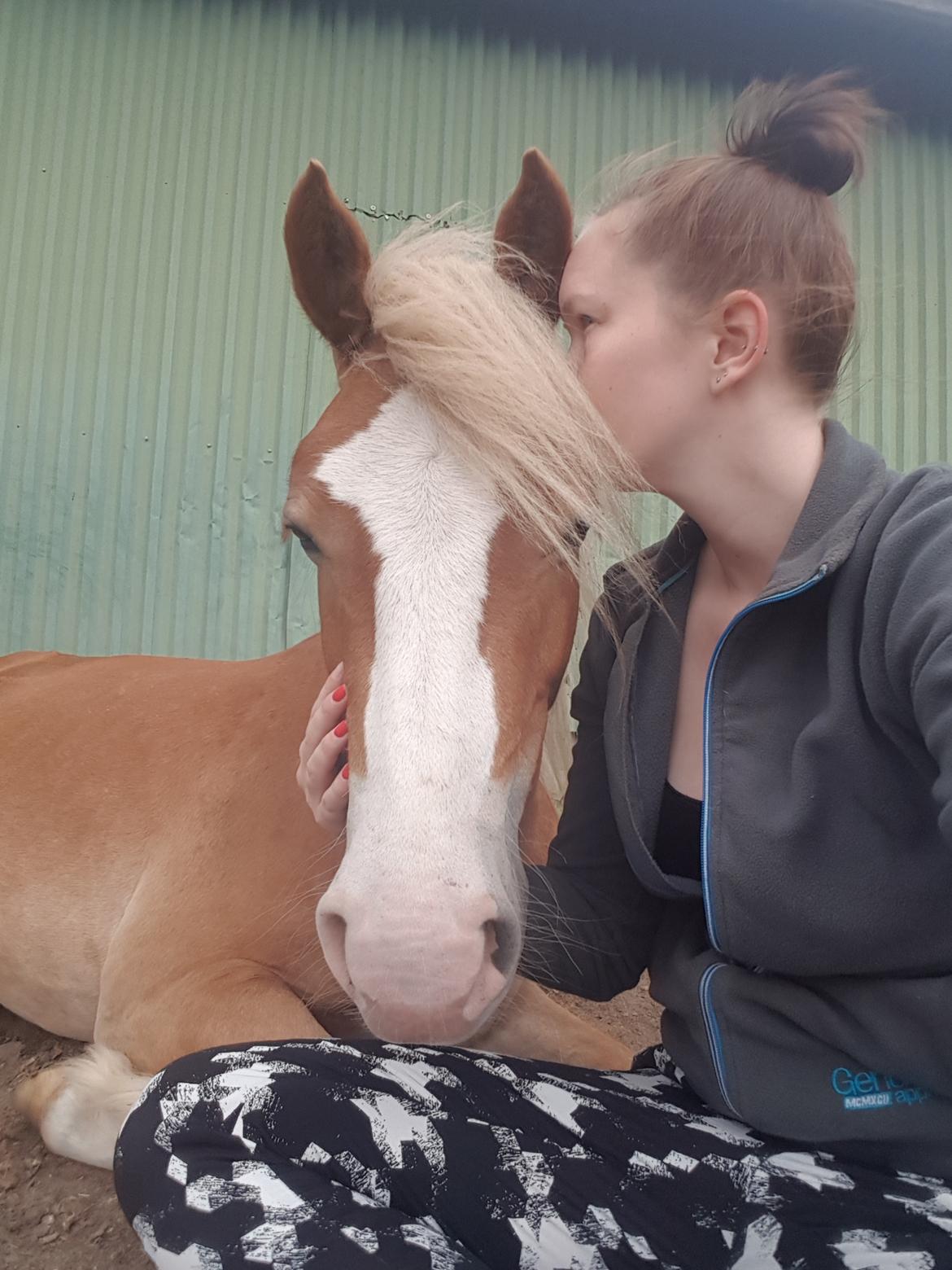 Welsh Partbred (Sec F) Macanahs Little Fellow  billede 2