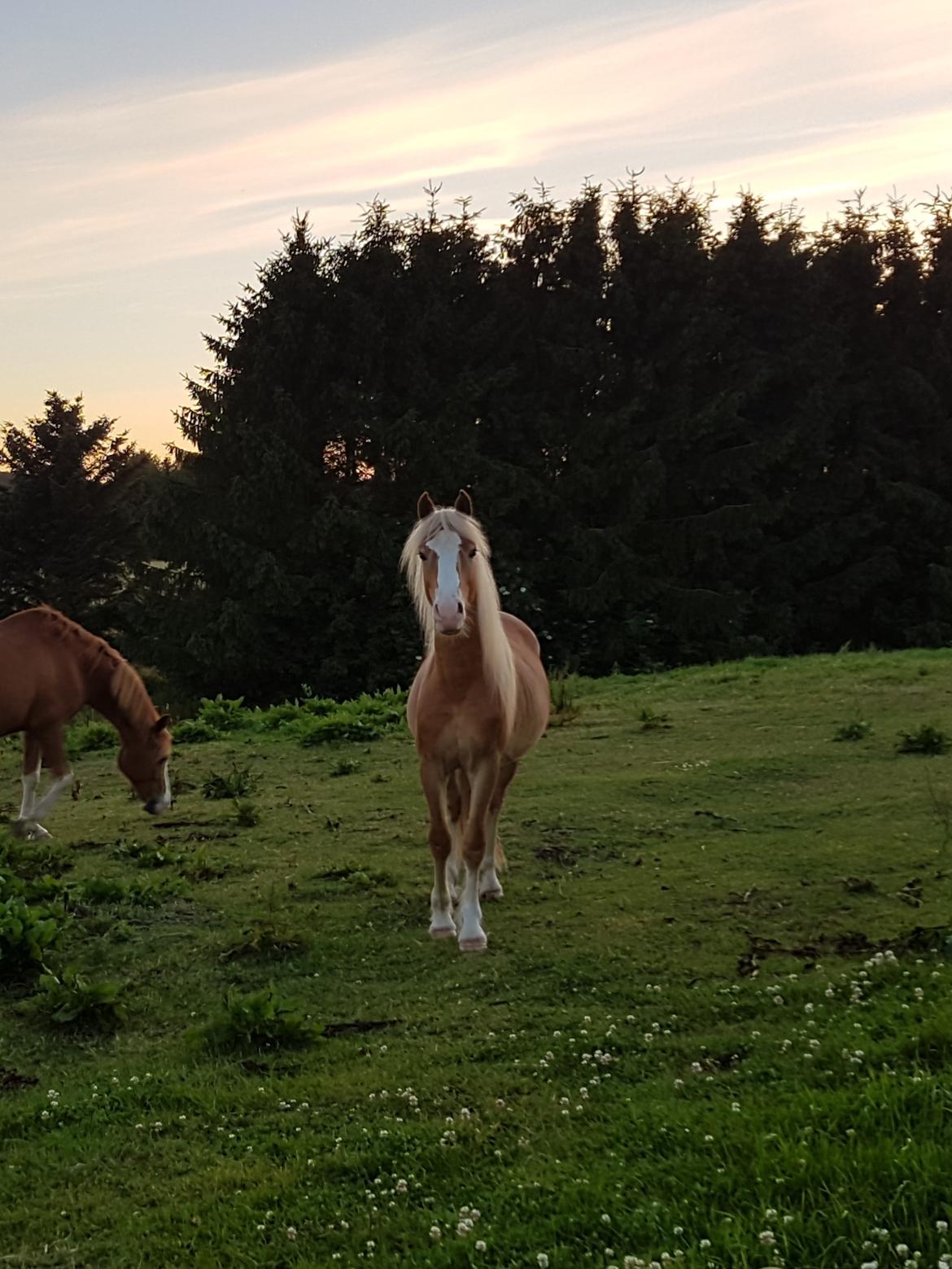 Welsh Partbred (Sec F) Macanahs Little Fellow  billede 1