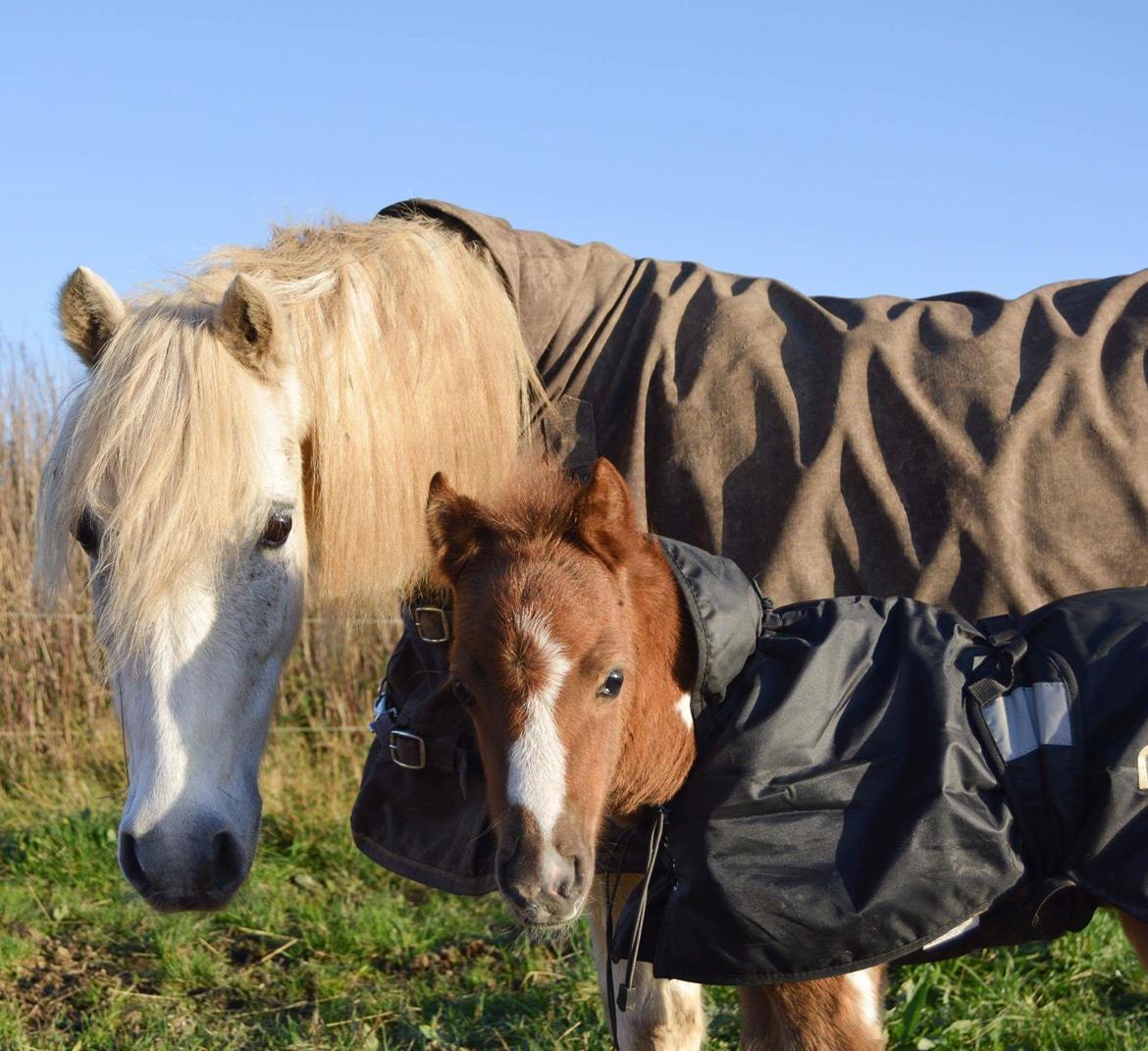 Pinto Stormy billede 1