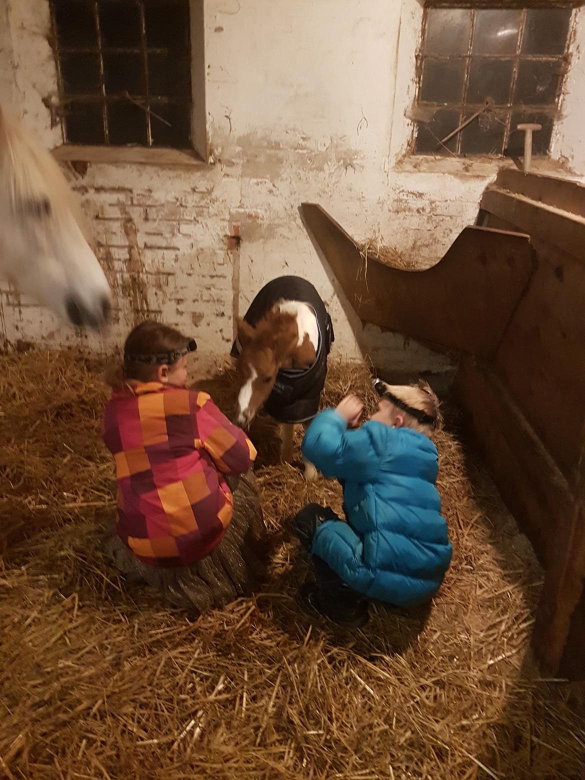 Pinto Stormy billede 4