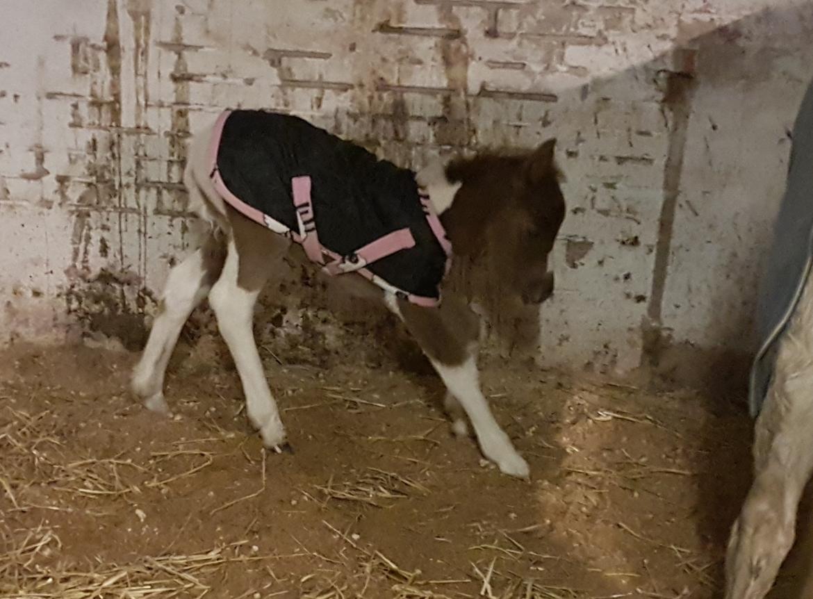 Pinto Stormy billede 5