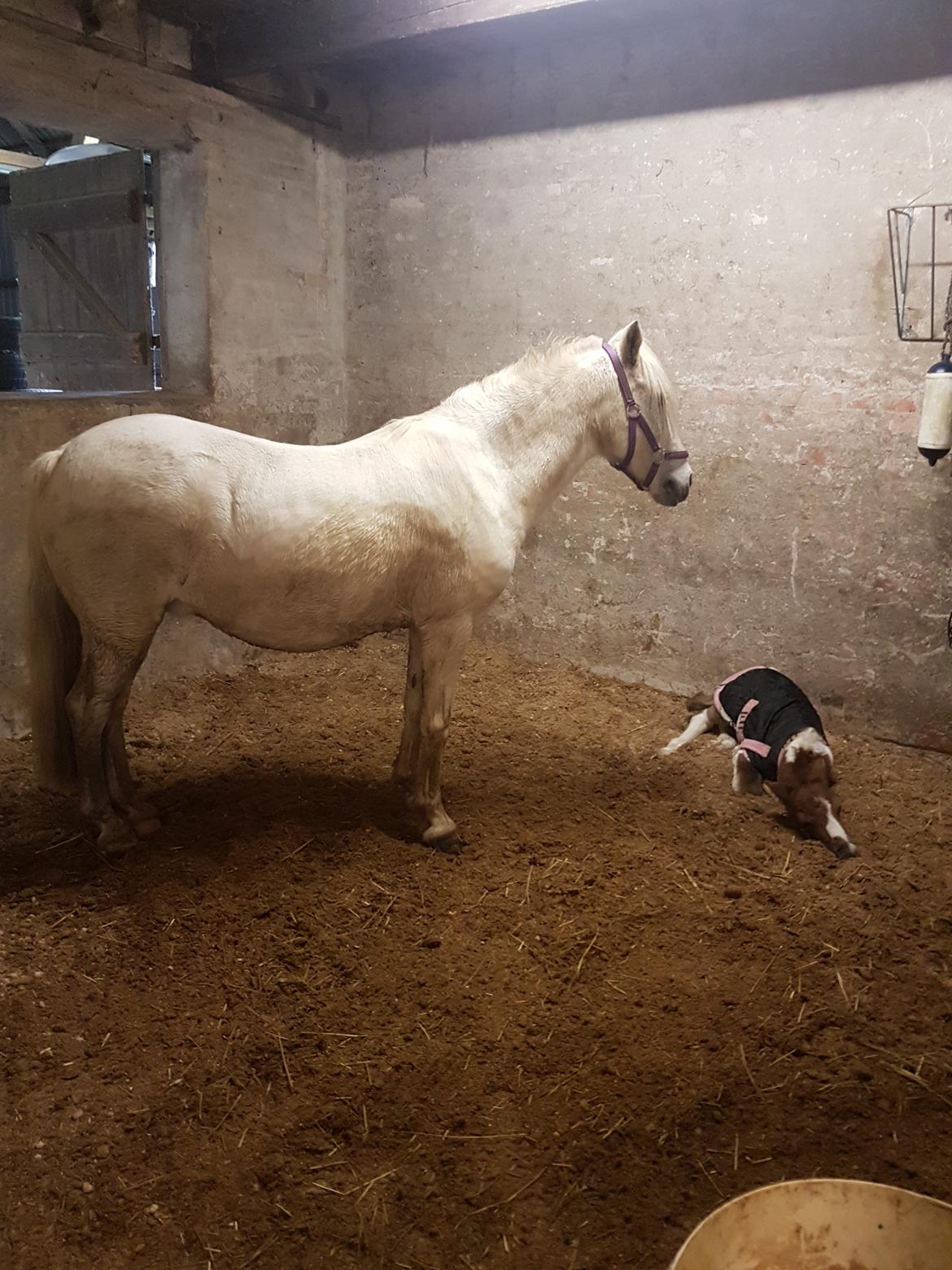 Pinto Stormy billede 6