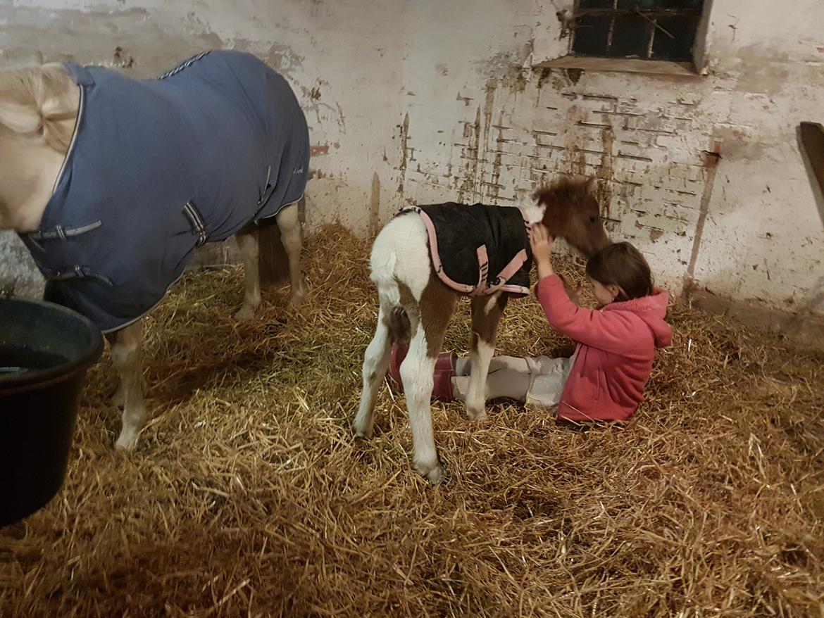 Pinto Stormy billede 7