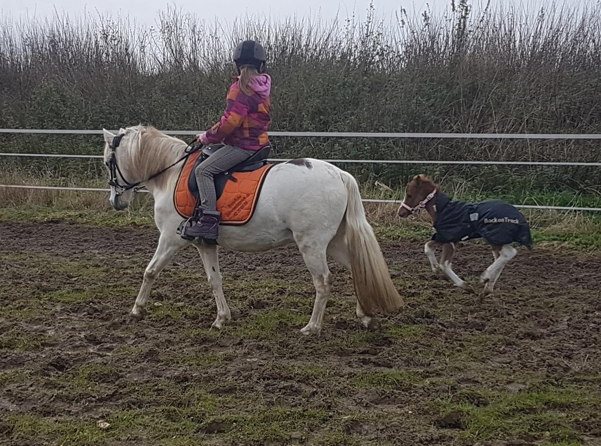 Pinto Stormy billede 9