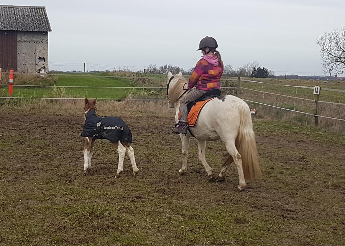 Pinto Stormy billede 10