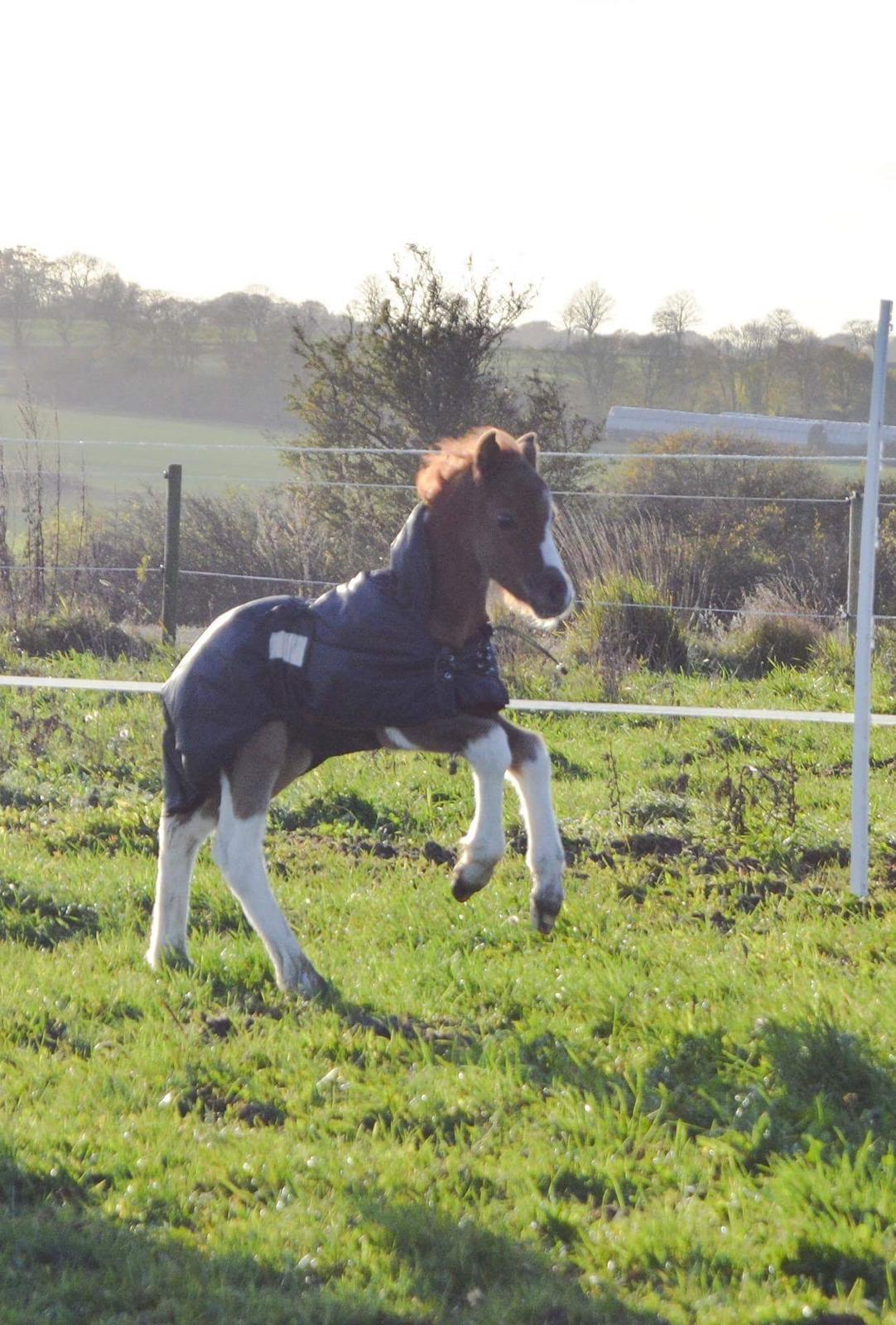 Pinto Stormy billede 11