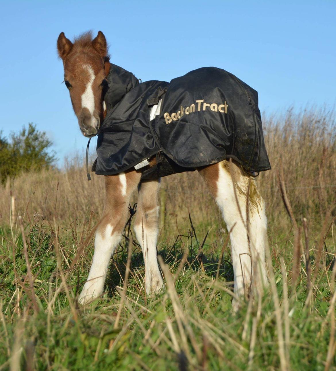 Pinto Stormy billede 12