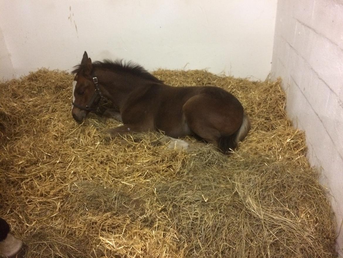 Dansk Varmblod Calabria billede 1