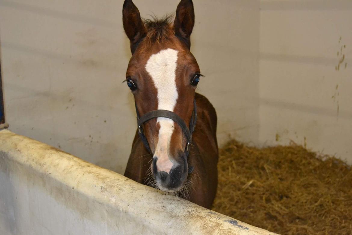 Dansk Varmblod Calabria billede 3