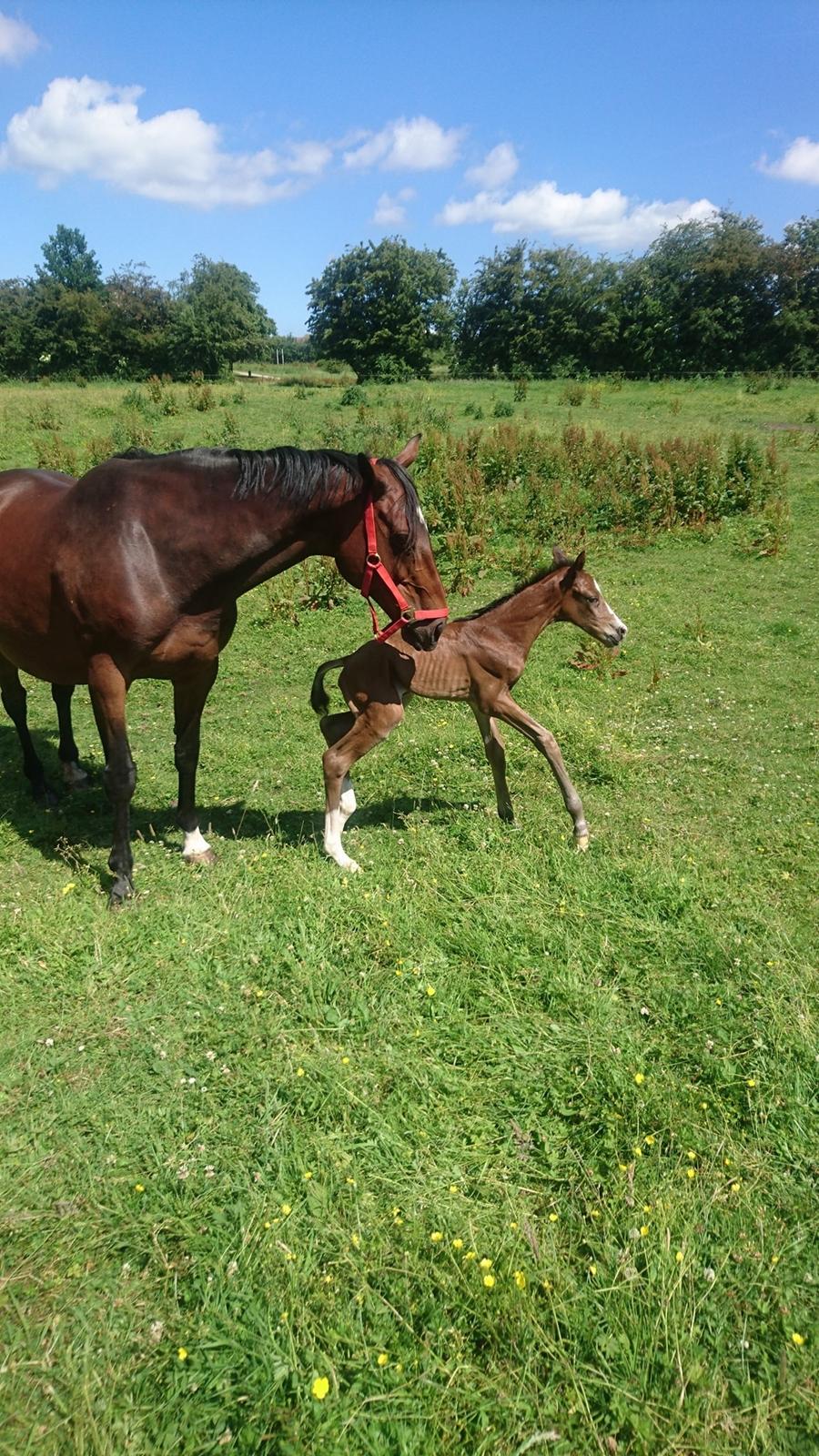 Dansk Varmblod Calabria billede 4