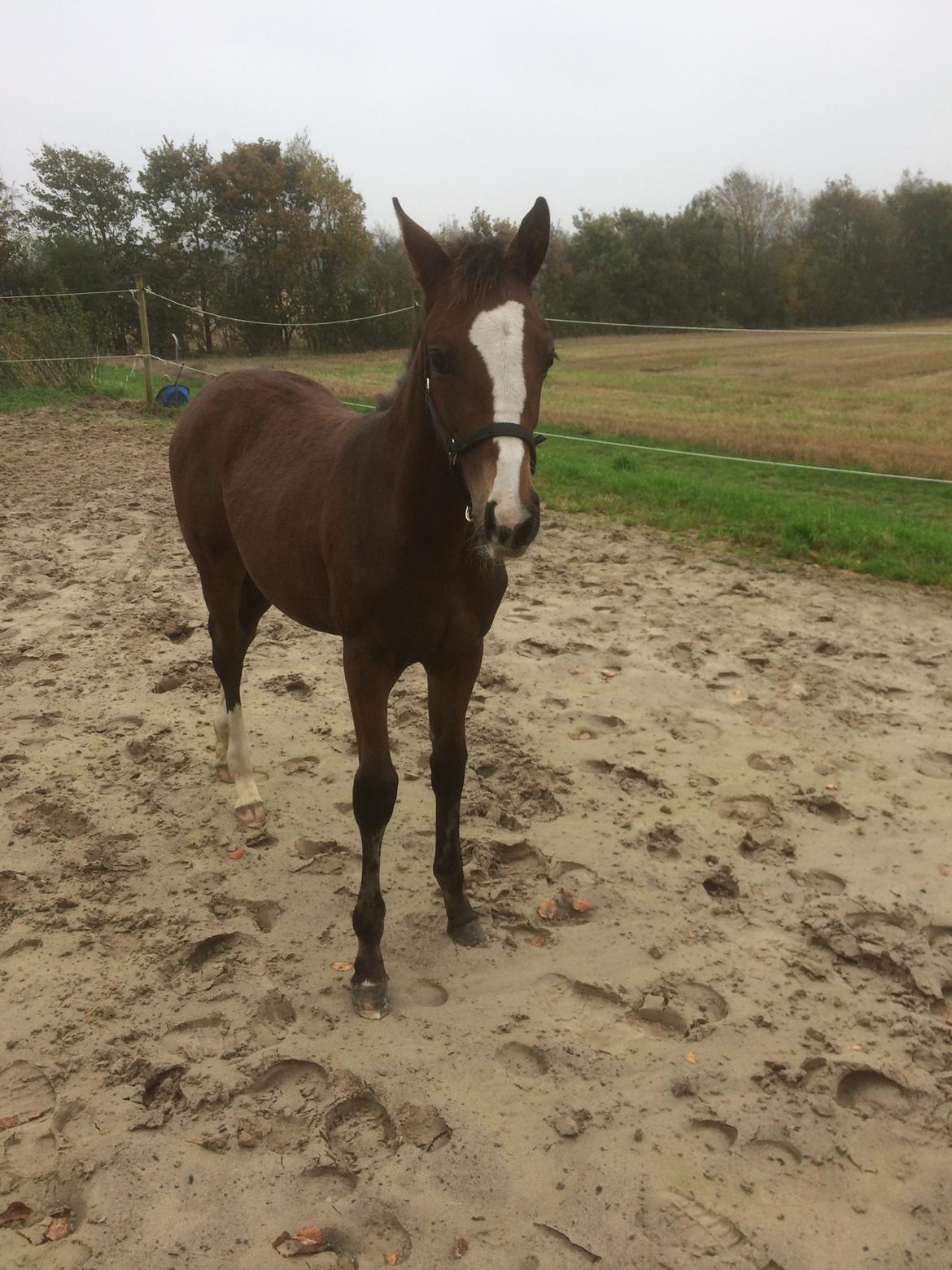 Dansk Varmblod Calabria billede 5