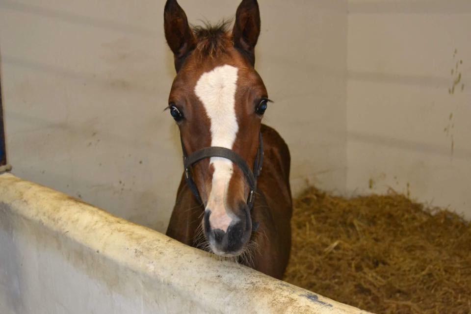 Dansk Varmblod Calabria billede 6