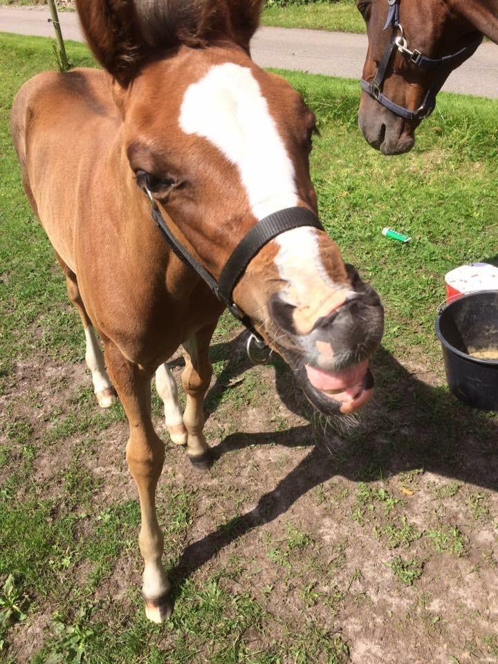 Dansk Varmblod Calabria billede 7