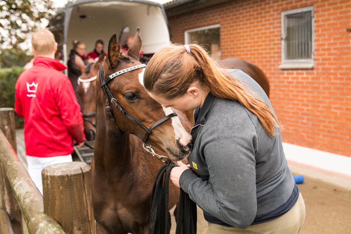 Dansk Varmblod Calabria billede 8