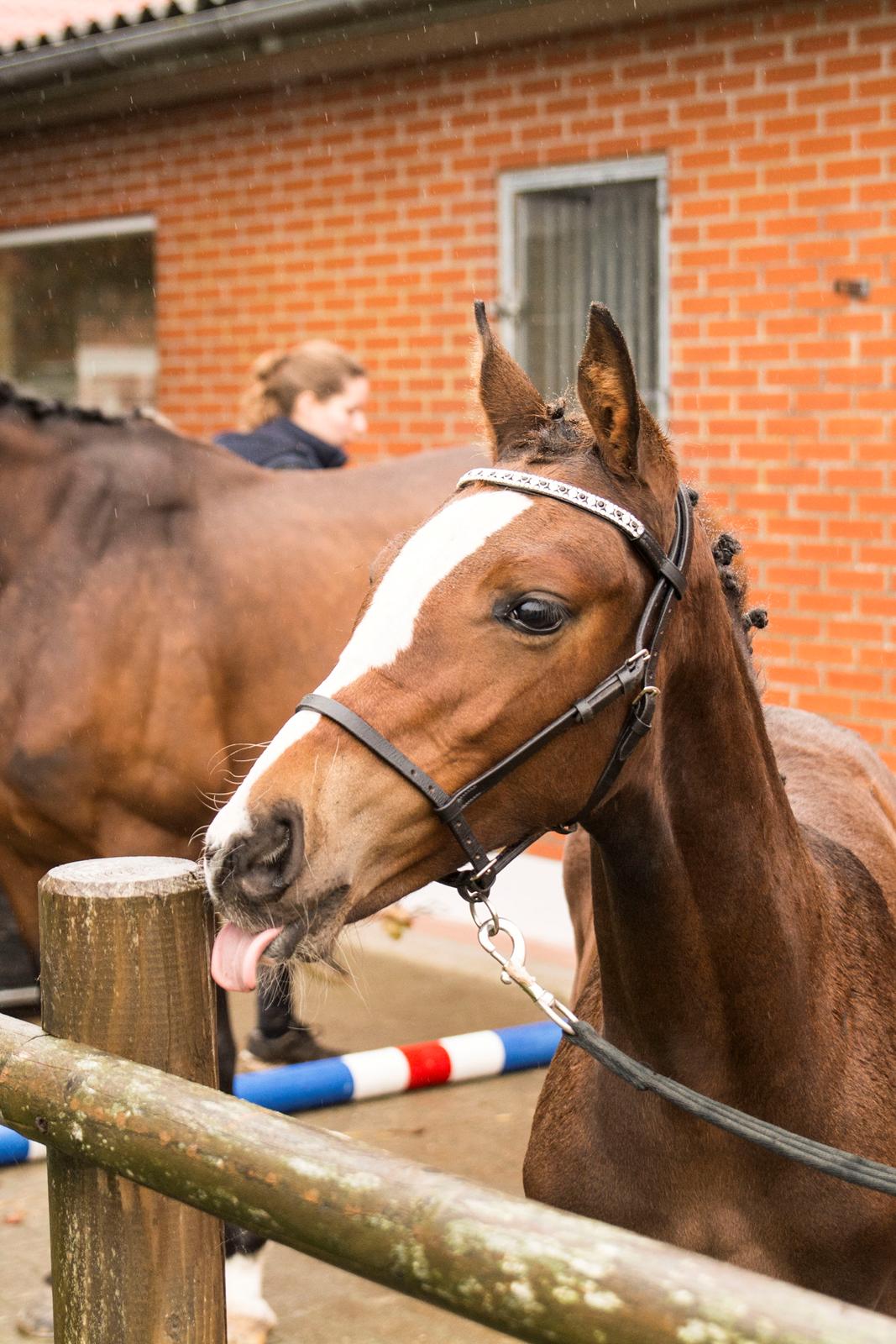 Dansk Varmblod Calabria billede 9