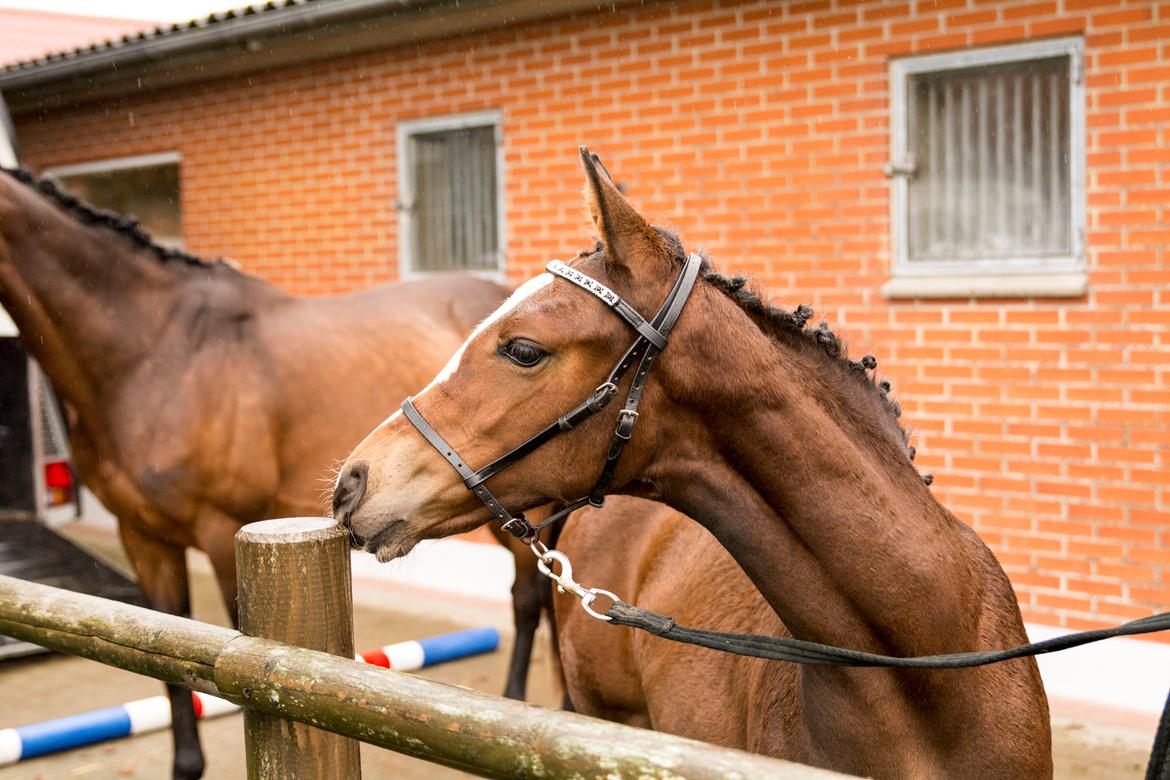 Dansk Varmblod Calabria billede 10