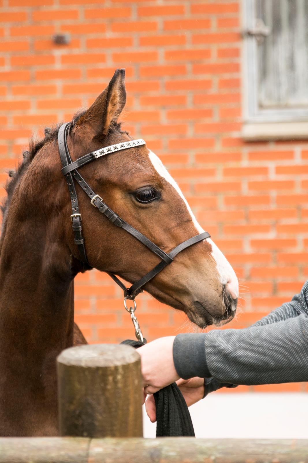 Dansk Varmblod Calabria billede 11