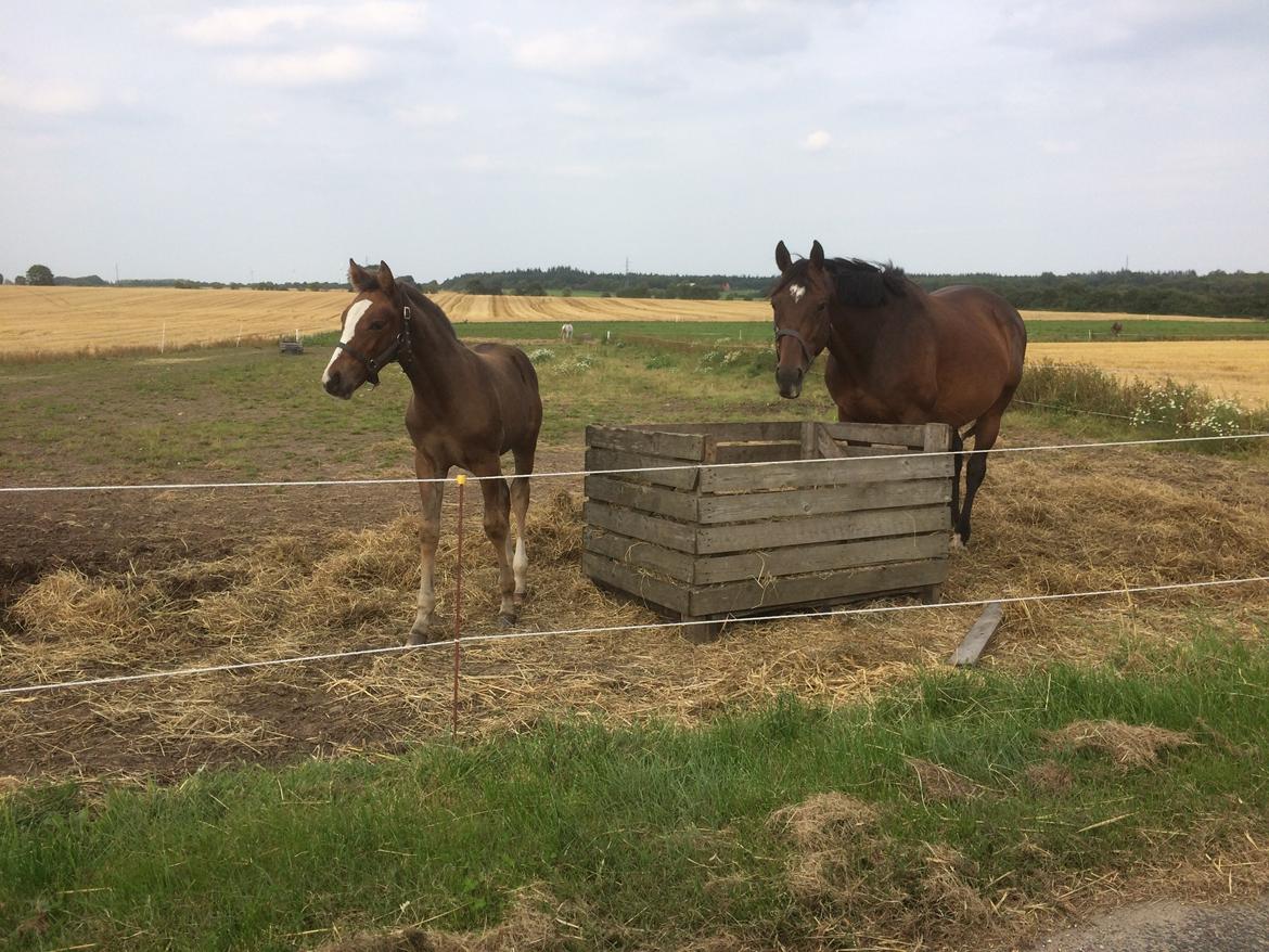 Dansk Varmblod Calabria billede 2