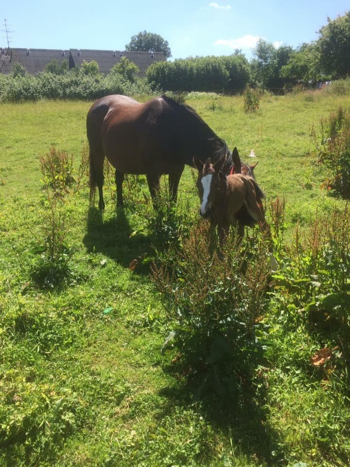 Dansk Varmblod Calabria billede 12