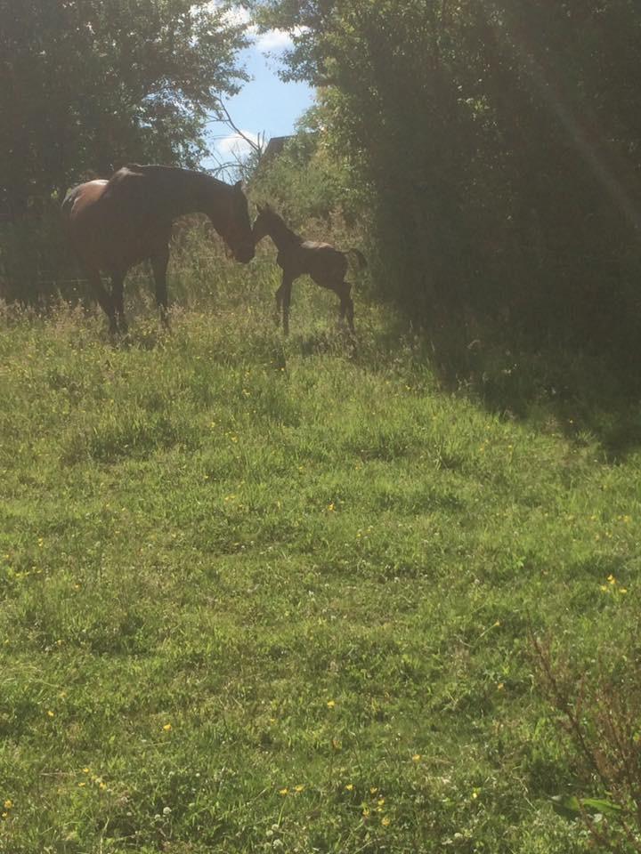 Dansk Varmblod Calabria billede 14