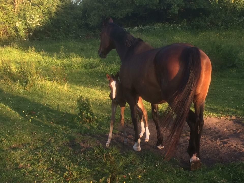 Dansk Varmblod Calabria billede 13