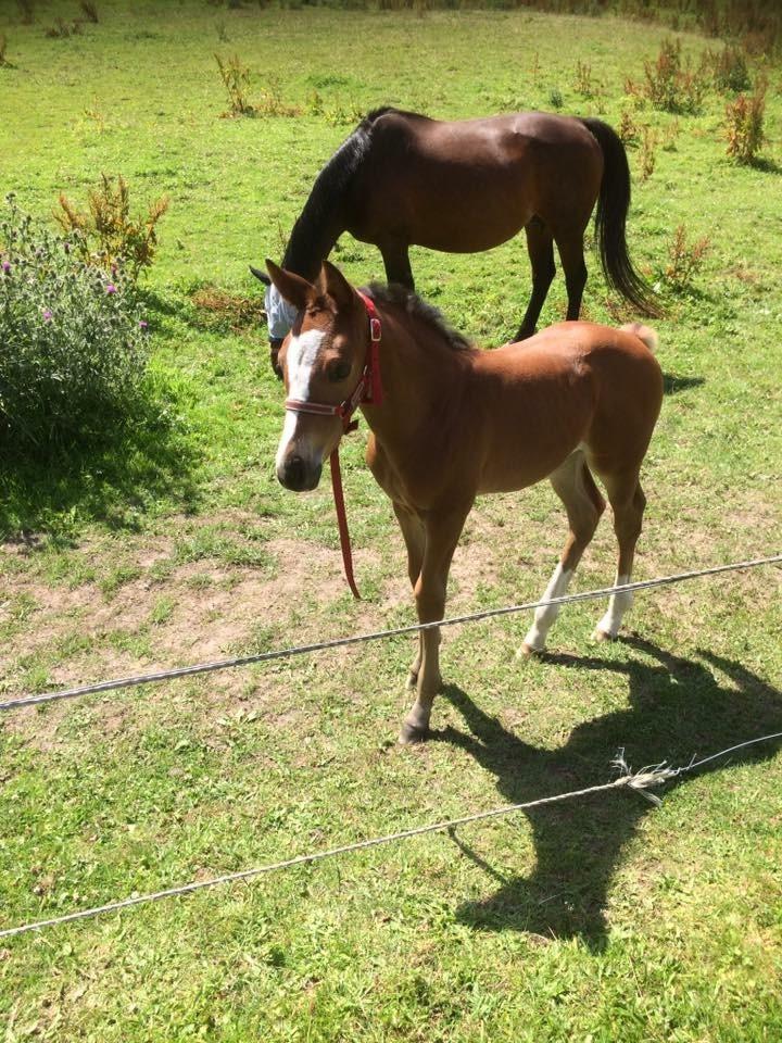 Dansk Varmblod Calabria billede 16