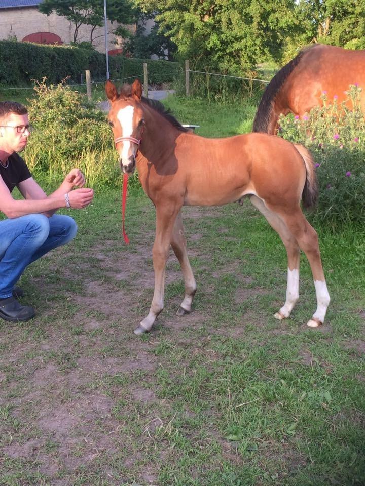 Dansk Varmblod Calabria billede 15