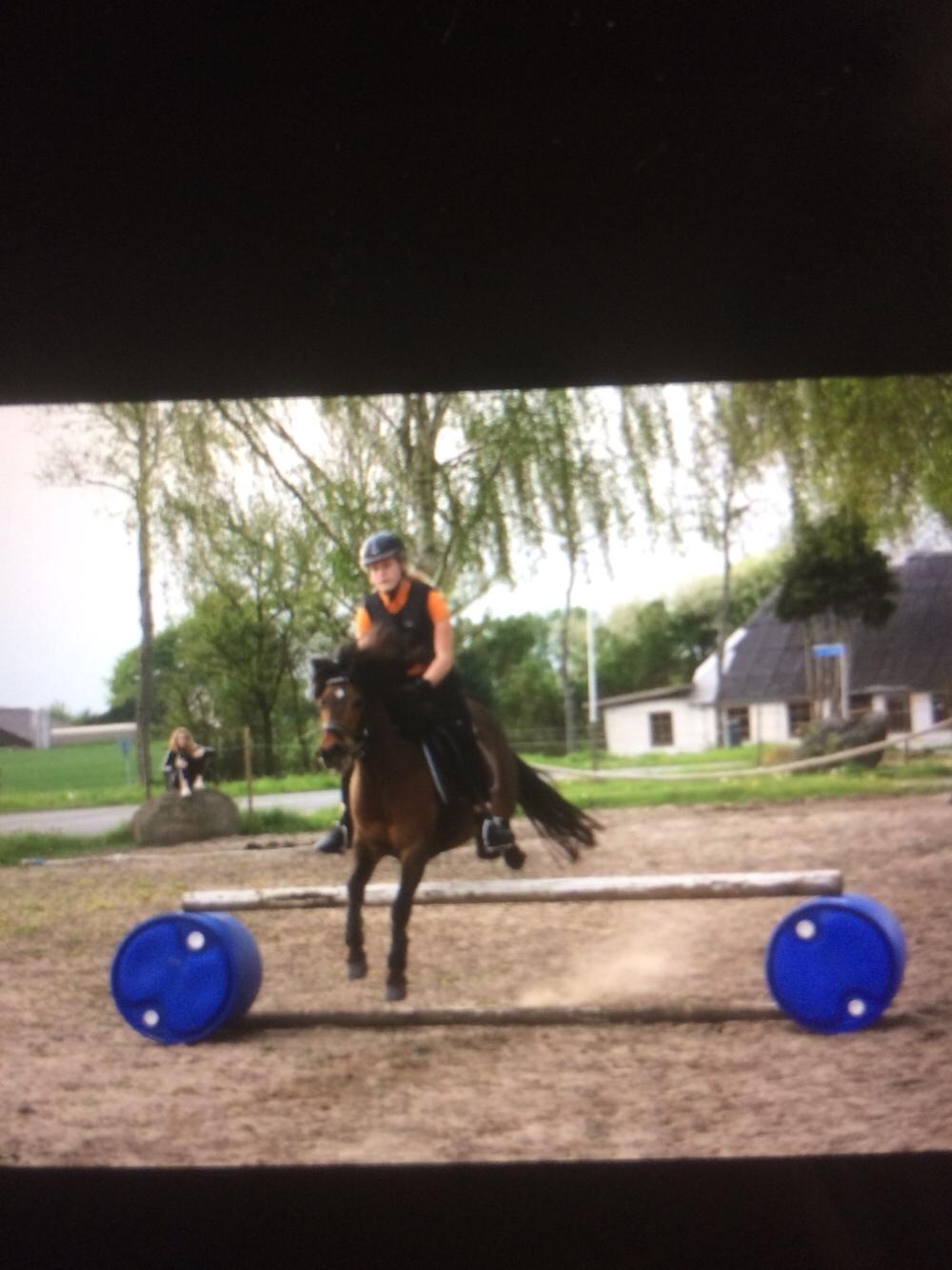 Anden særlig race Haubæks Kuzco (tidlligere hest) billede 8