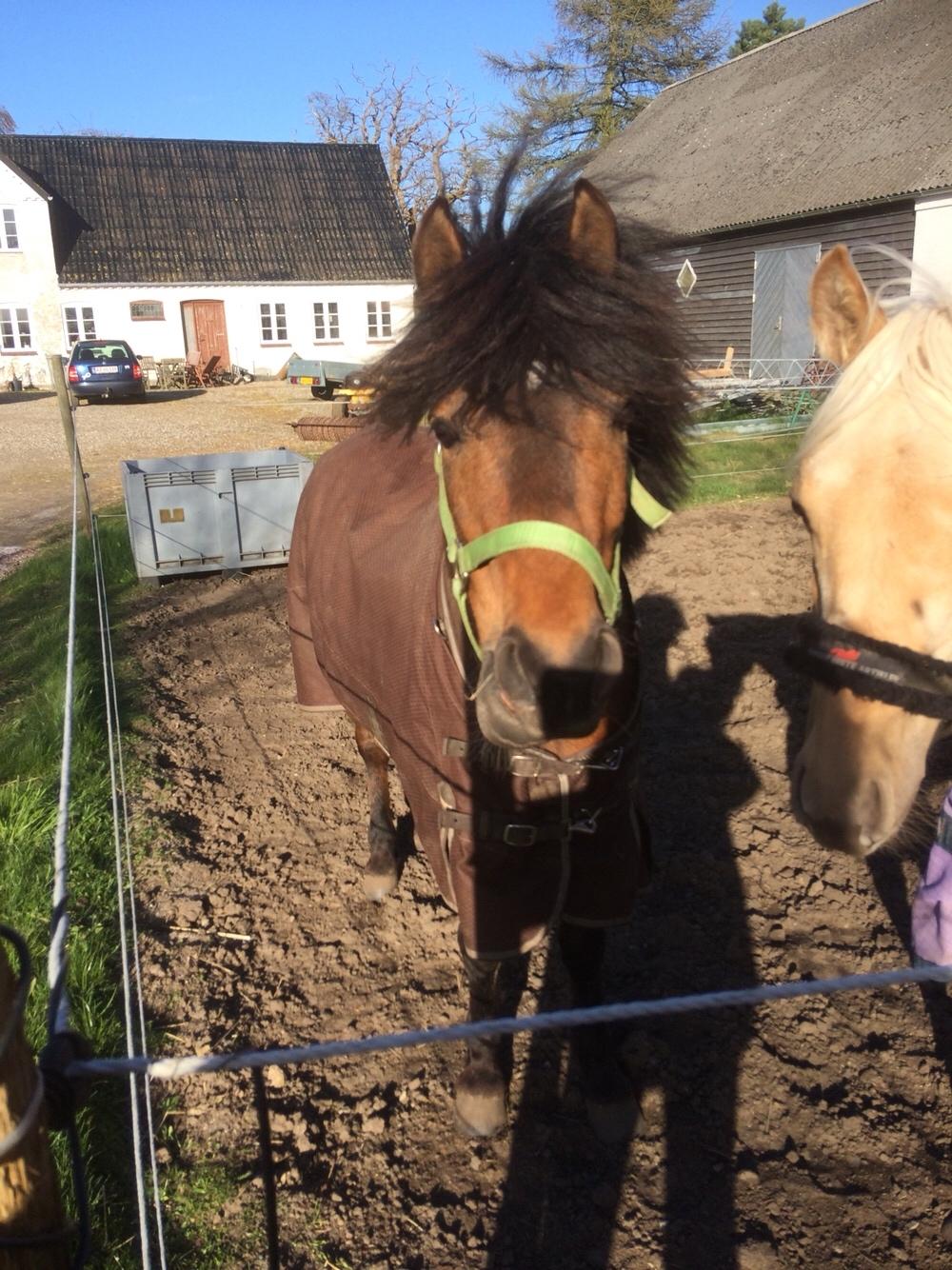Anden særlig race Haubæks Kuzco (tidlligere hest) billede 11