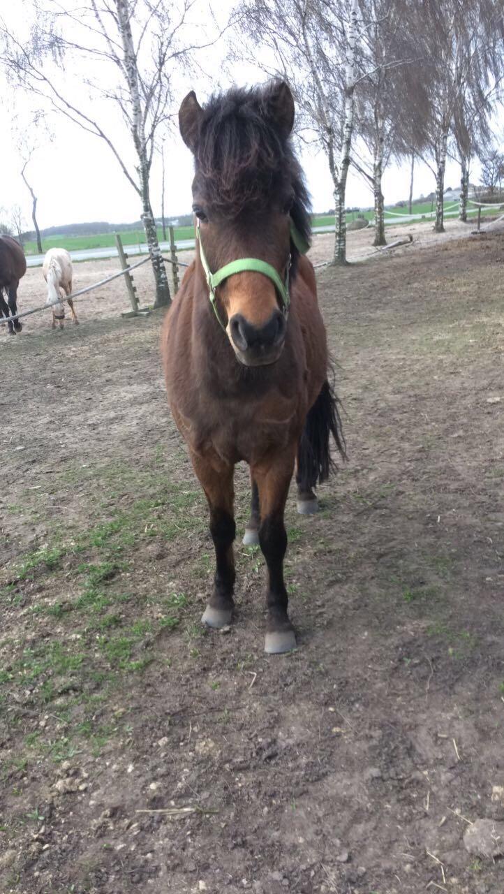 Anden særlig race Haubæks Kuzco (tidlligere hest) billede 12