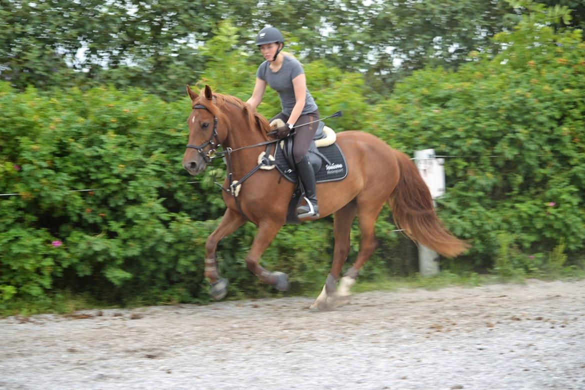 Anden særlig race Eligance billede 17