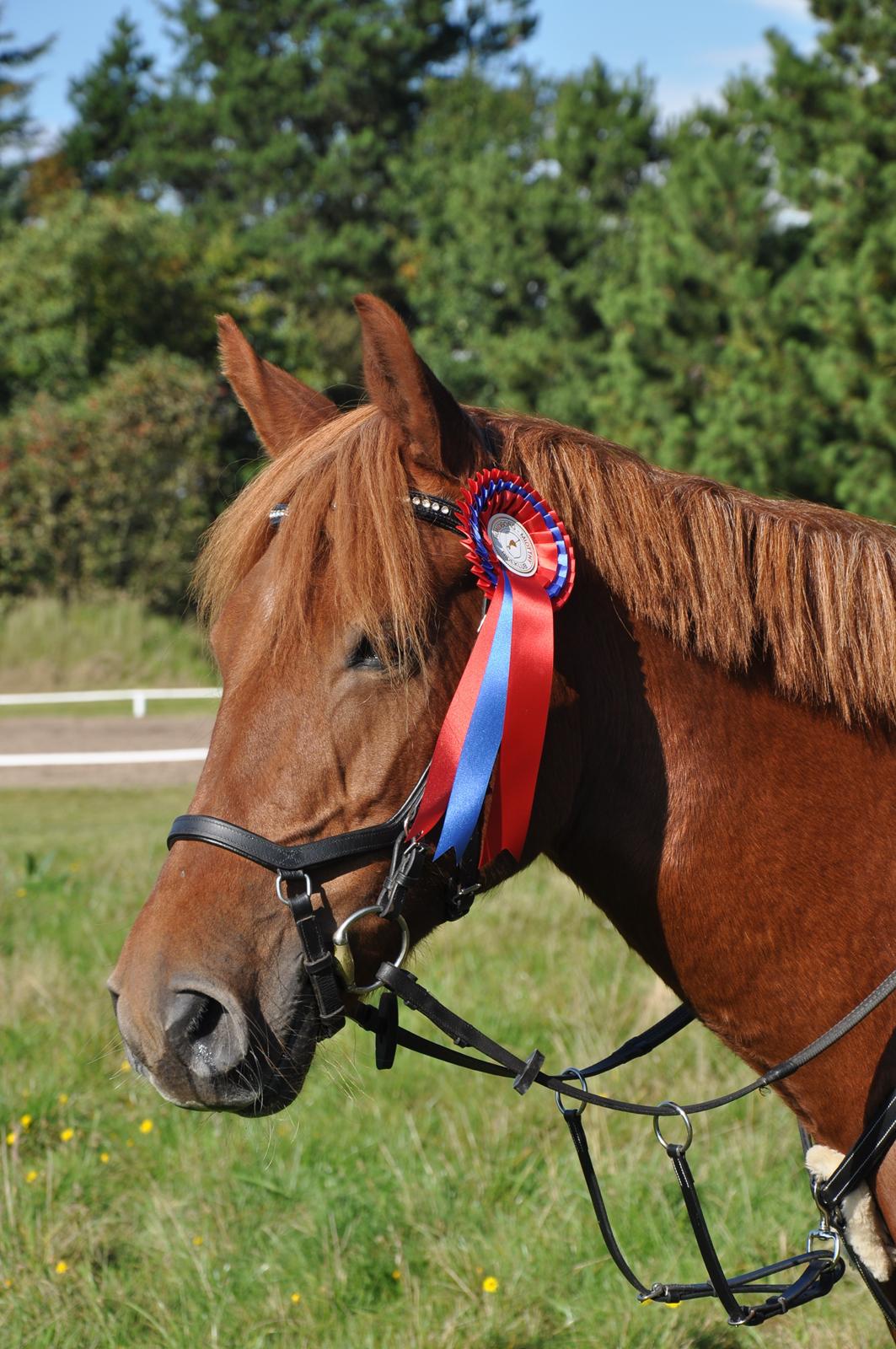Anden særlig race Eligance billede 1