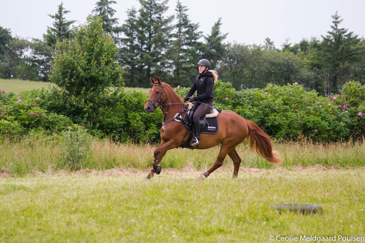 Anden særlig race Eligance billede 11