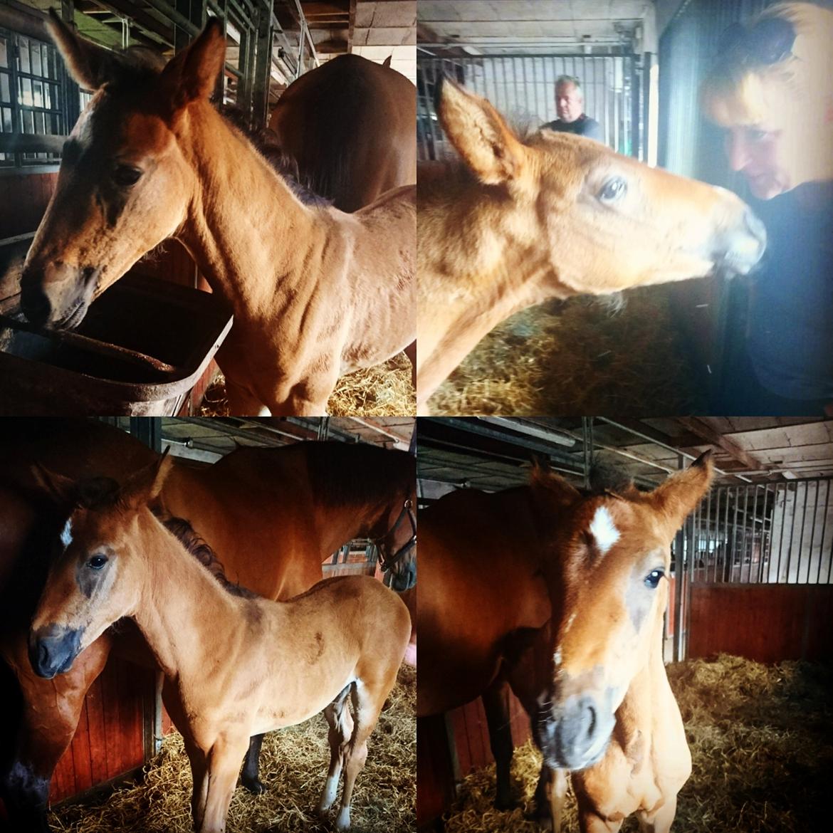 Dansk Varmblod Daphne-Vitz - Daphne ca. 2 måneder gammel. sommer 2017 billede 2