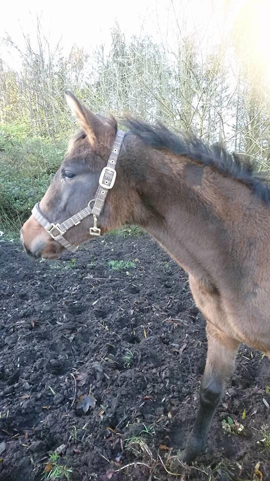 Dansk Varmblod Daphne-Vitz - Endelig fik jeg hende hjem. November 2017 billede 10