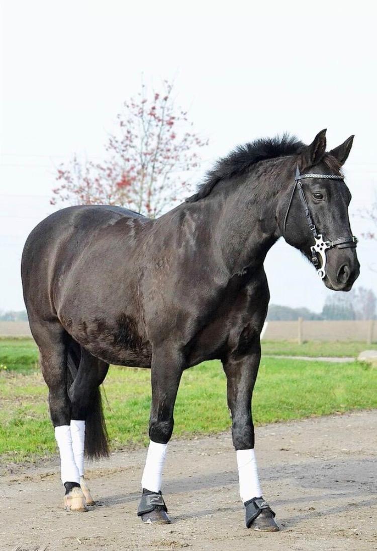 Oldenborg Engtoft's Gordon *RIP* billede 1