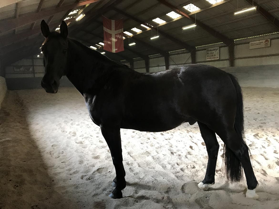 Oldenborg Engtoft's Gordon *RIP* billede 9