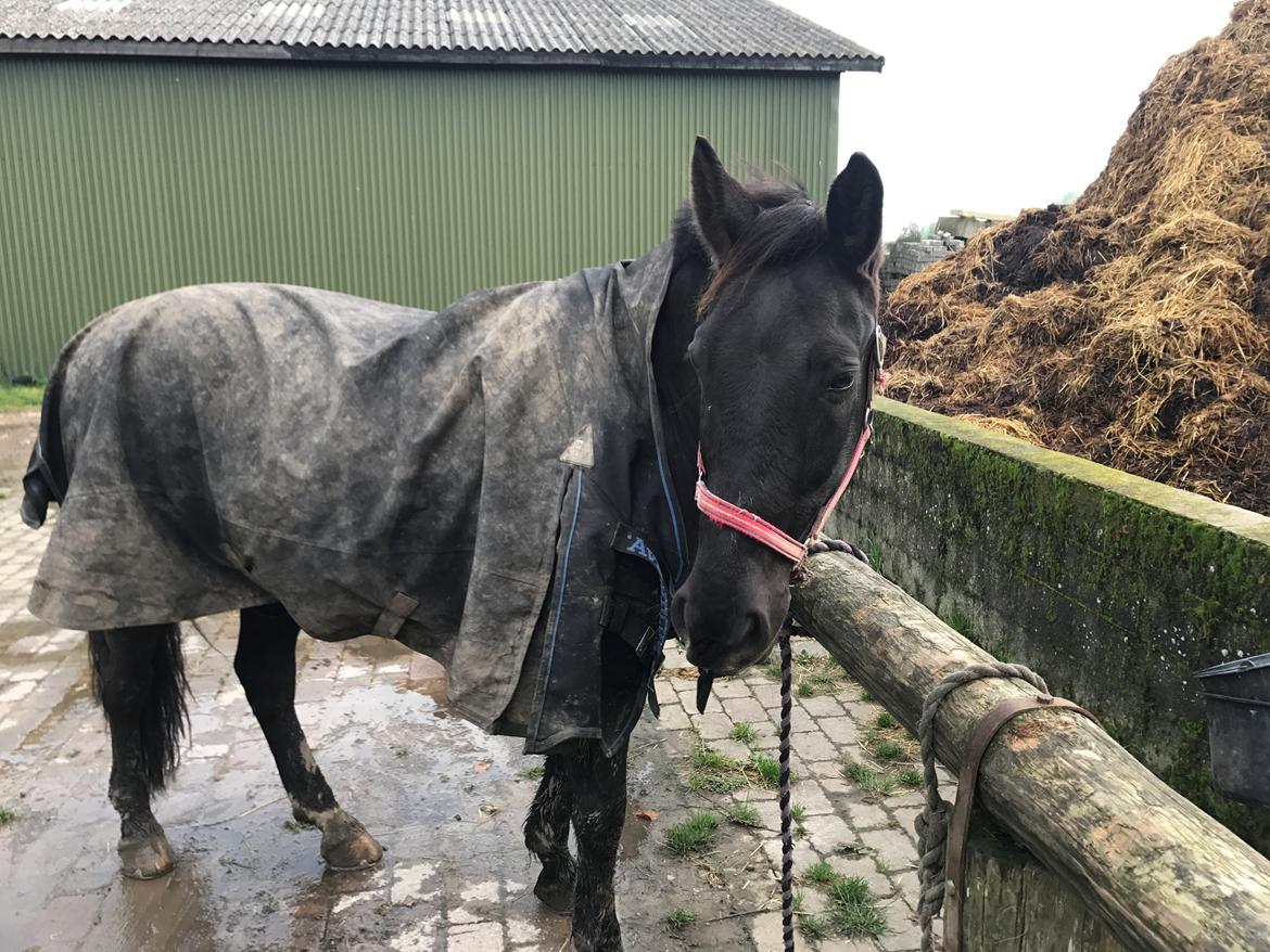 Oldenborg Engtoft's Gordon *RIP* billede 8