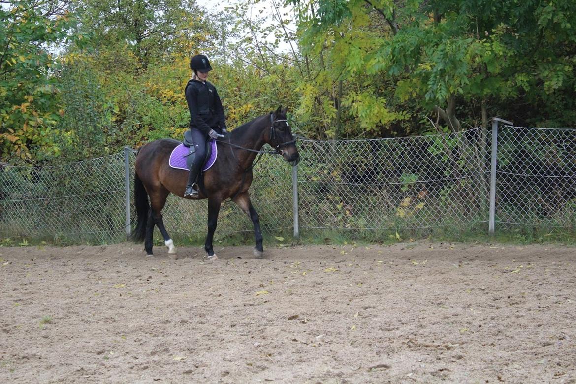 Tysk Sportspony Tequila (Tyk) - Skridter varm til spring undervisning:p billede 2