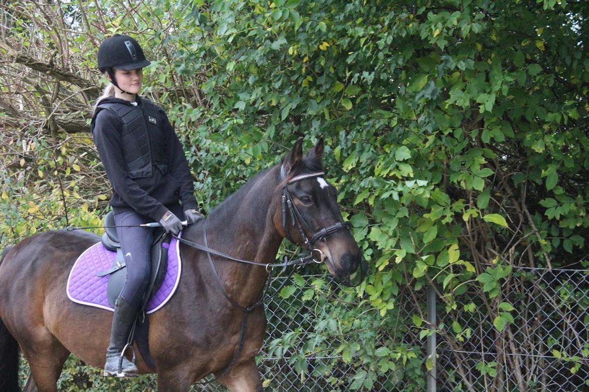 Tysk Sportspony Tequila (Tyk) - Hun er bare smuk! billede 4