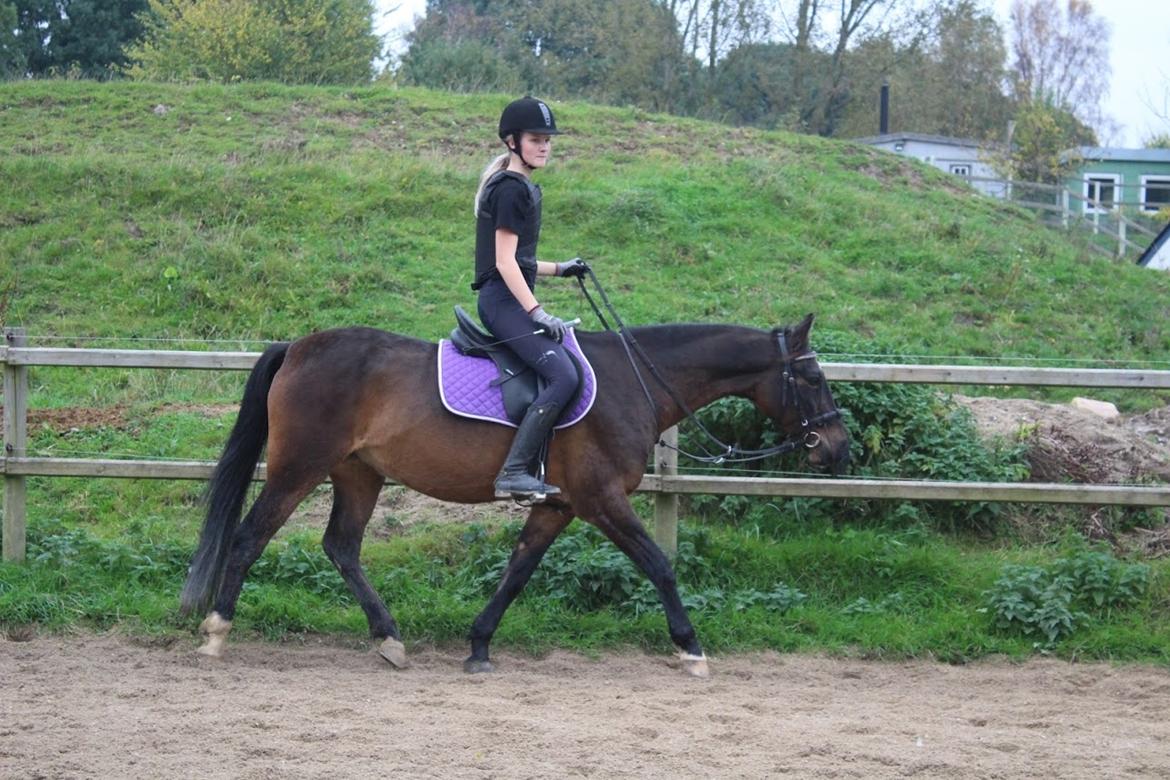 Tysk Sportspony Tequila (Tyk) - Skridt pause billede 7