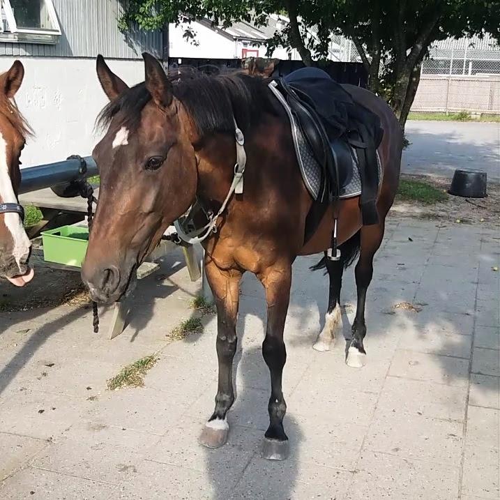 Tysk Sportspony Tequila (Tyk) - Lidt træt efter undervisning billede 11