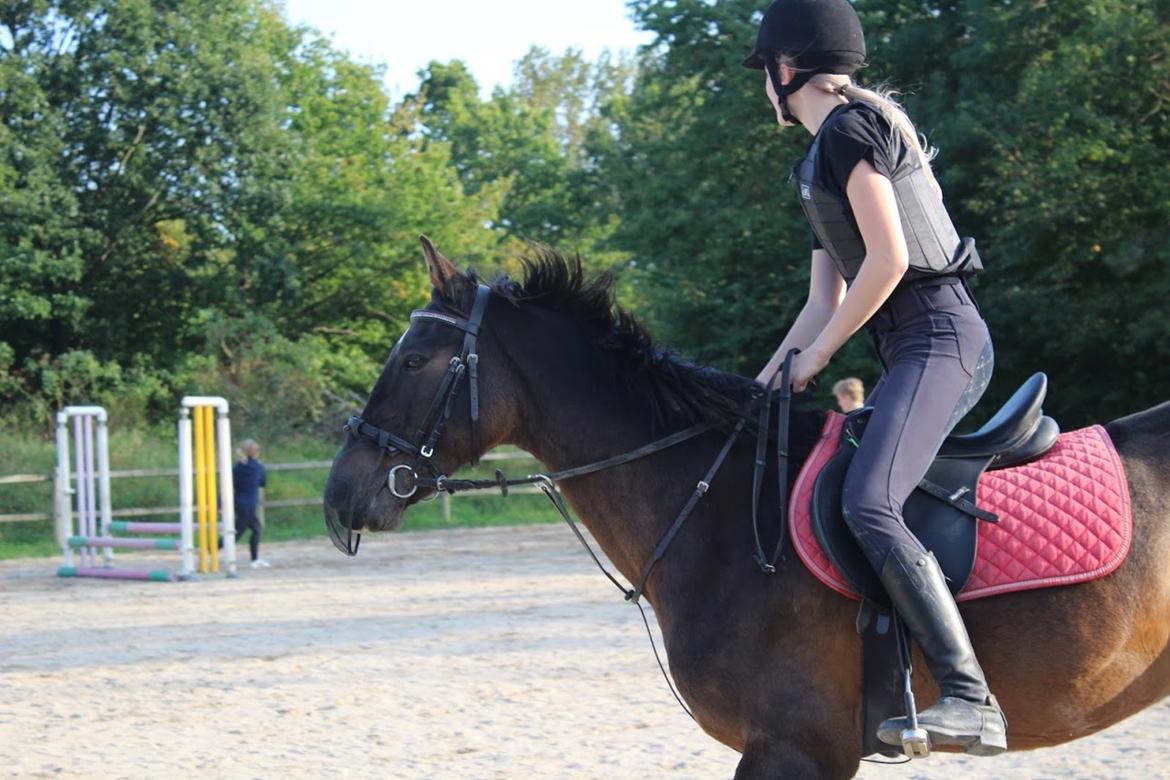 Tysk Sportspony Tequila (Tyk) - Varmer op billede 14