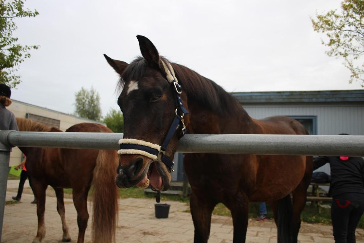 Tysk Sportspony Tequila (Tyk) billede 20