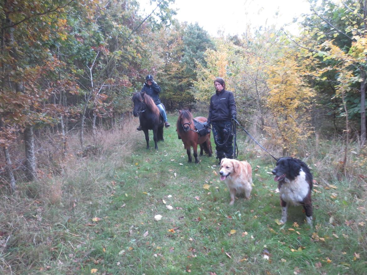 Shetlænder My billede 3