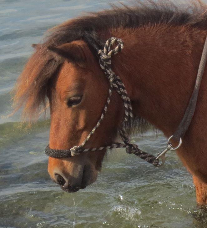 Shetlænder My billede 6