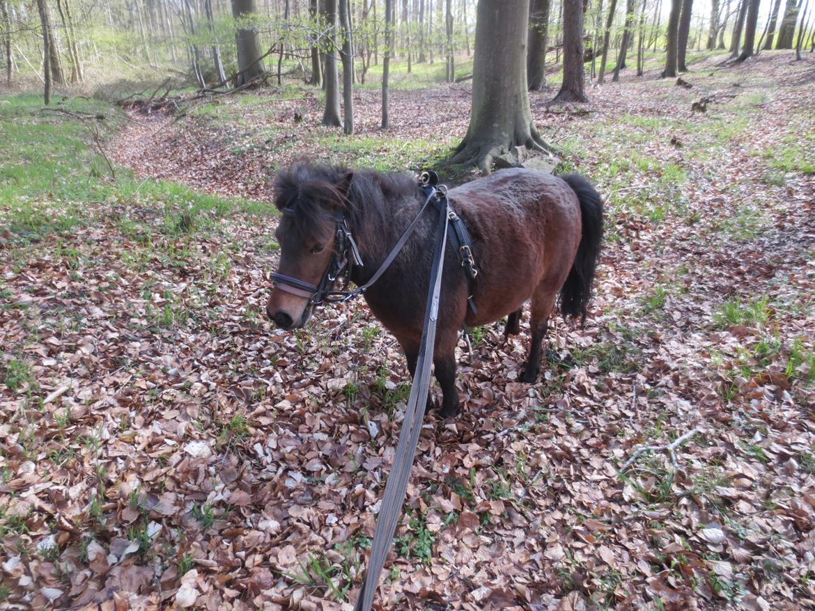 Shetlænder My billede 7