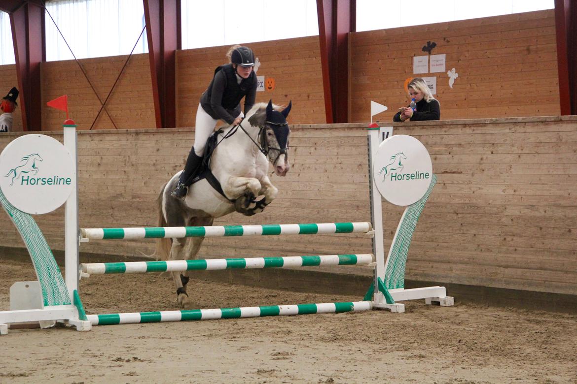 Anden særlig race Clements MilkyWay billede 16